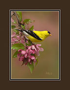 American Goldfinch